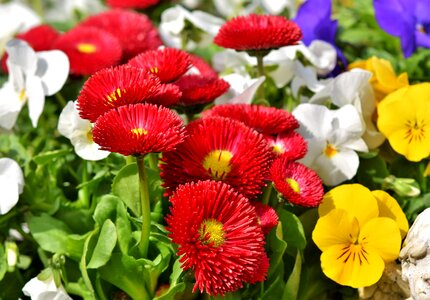 Flower colorful early bloomer photo