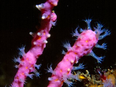 Alcyonium coralloides (Pallas, 1766) 3