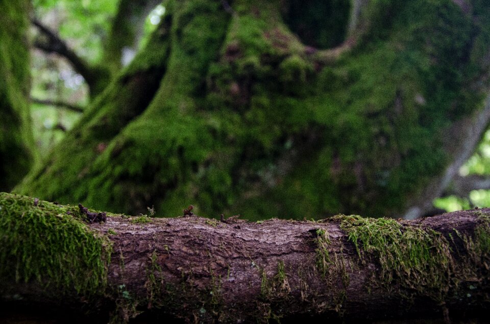 Nature branches wood