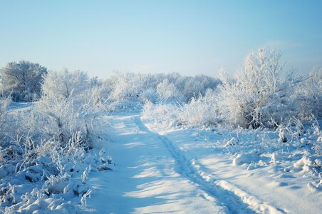 Nature trees frost photo