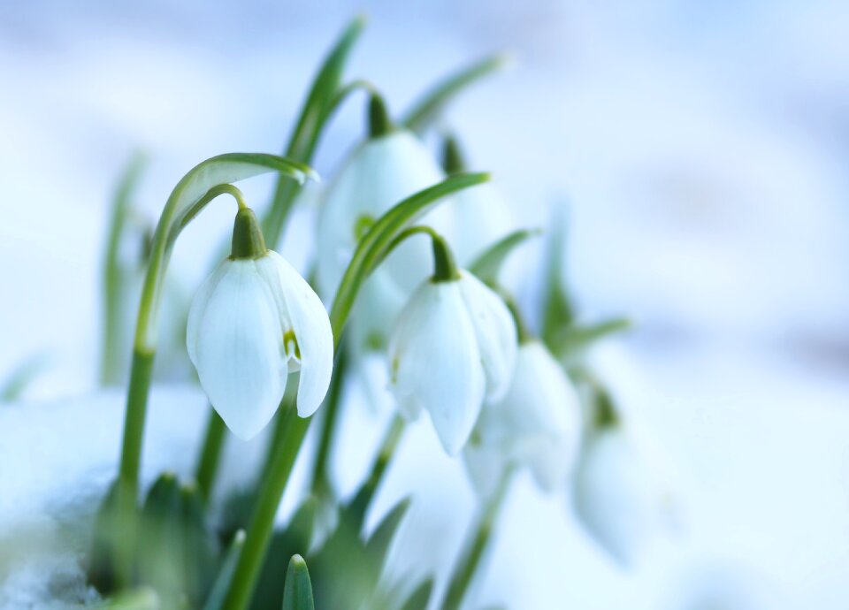 Flower bulbs white snow
