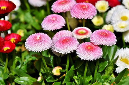 Flower colorful early bloomer