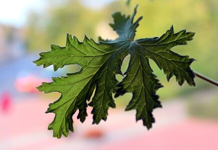 Foliage medicinal plants potted flower