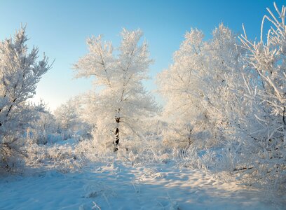 Nature trees frost