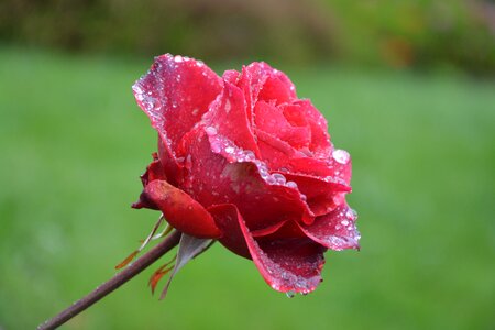 Red flower profile red roses petals photo