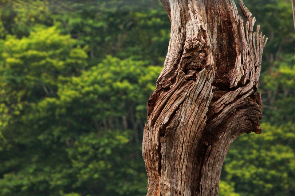 Outdoors landscape trunk