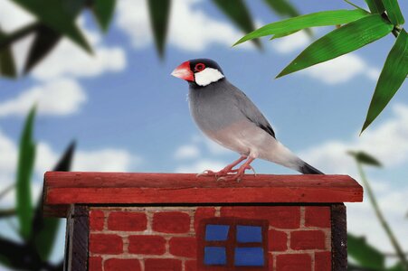 Ave little bird wallpaper