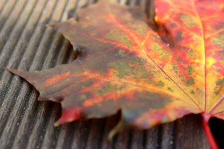 Close up fall color fall foliage