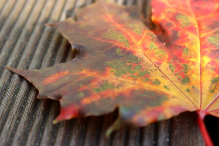 Close up fall color fall foliage photo