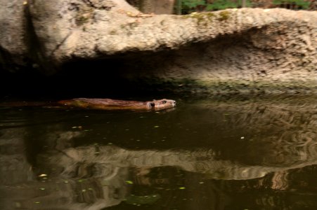 Zoo Brno 762