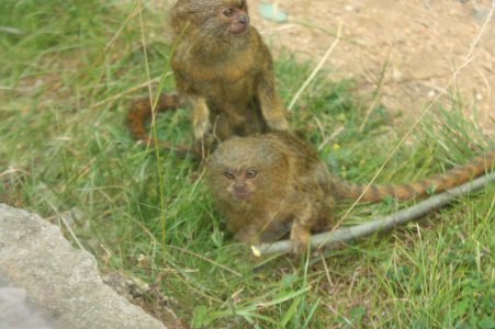 Zoo Brno 356