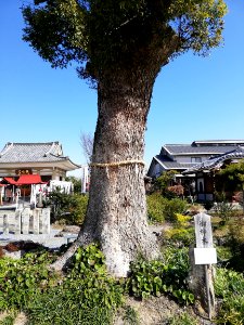Zuikōzan Osshin-ji Temple 20210311 11
