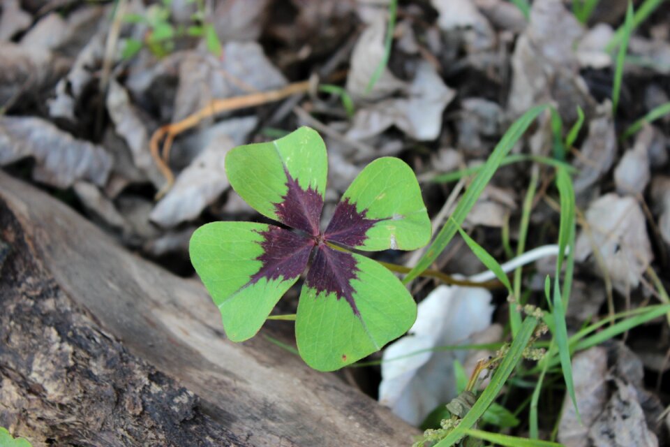 Klee luck plant photo