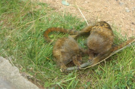 Zoo Brno 357