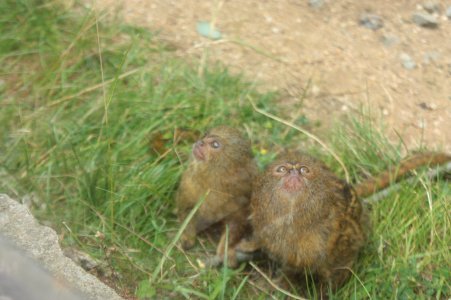Zoo Brno 364