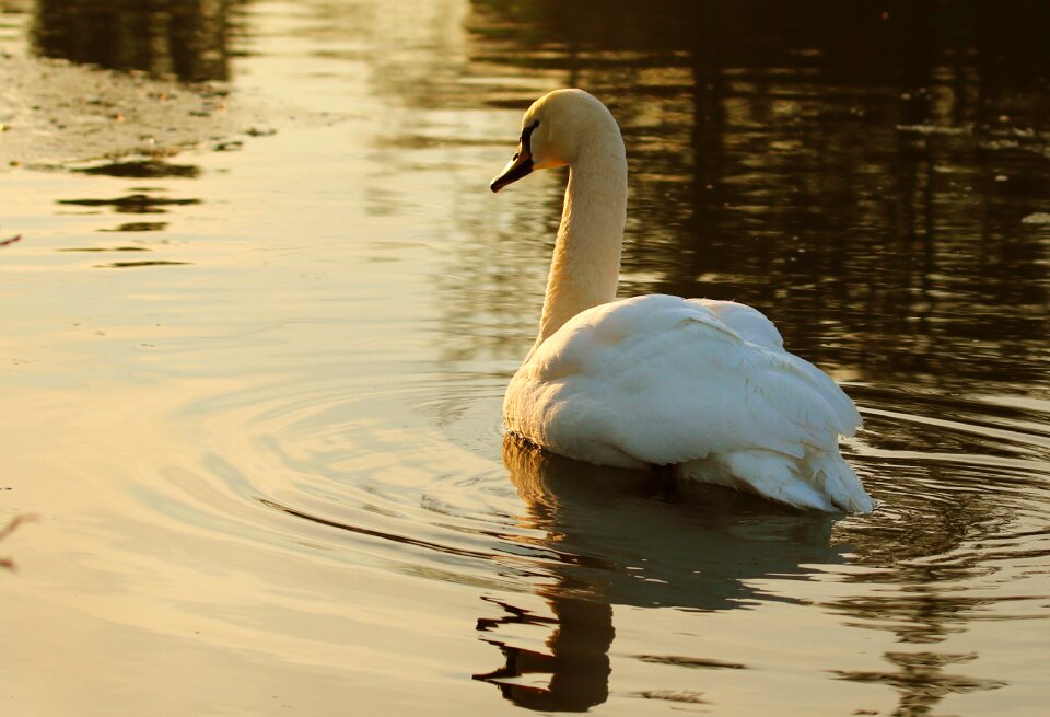 Pond feather reflection