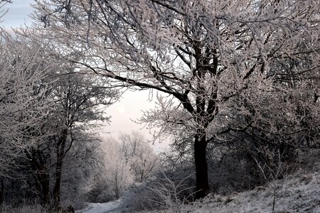 Winter trees frost ripe photo