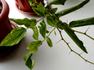 Ziziphus (05)