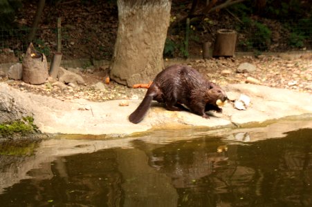 Zoo Brno 768