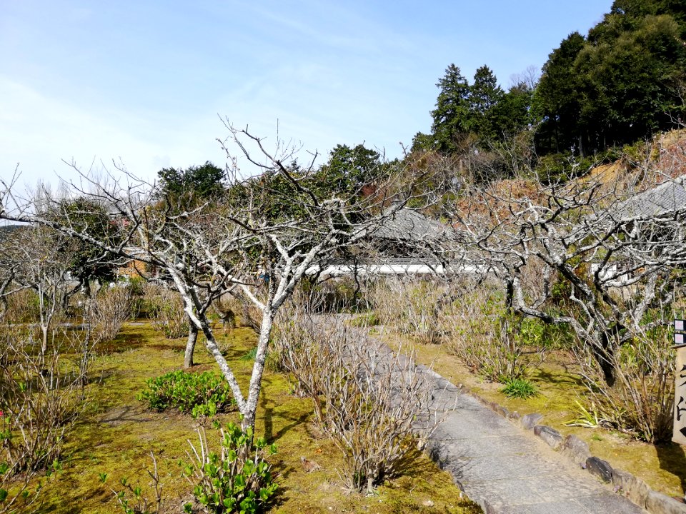Zuiunzan Honkō-ji Temple 20210320 07