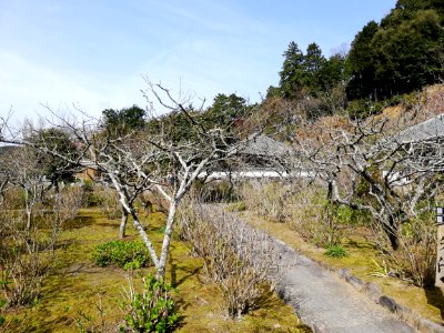 Zuiunzan Honkō-ji Temple 20210320 07