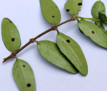 Zimolez L.nitida 02