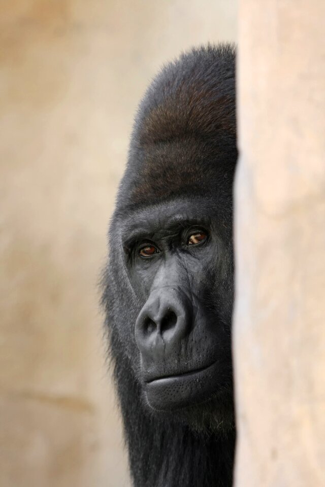 Zoo silverback ape