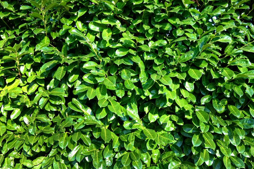 Hedge plant nature