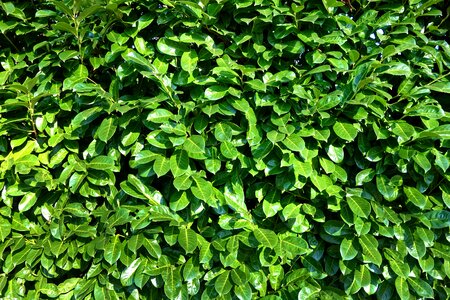 Hedge plant nature photo