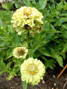 Zinnia elegans queen lime, 1