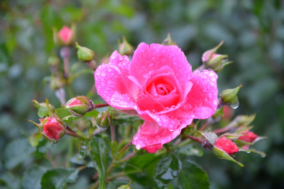 Color pink pink flower petals
