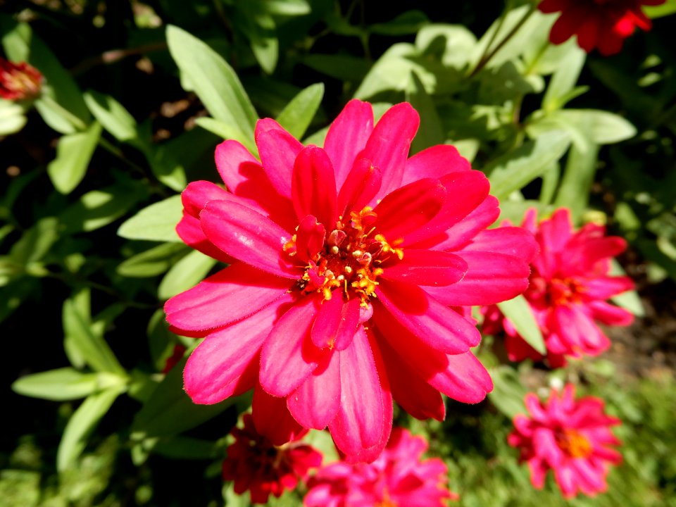 Zinnia x Profusion Double Hot Cherry
