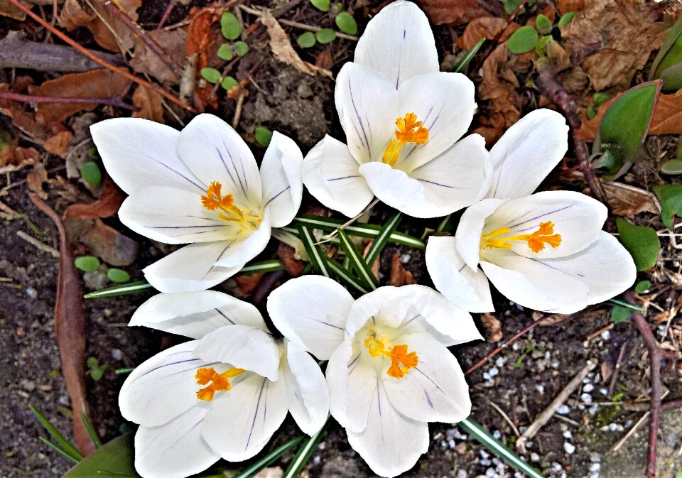 White flowers yellow pollen tubes spring awakening