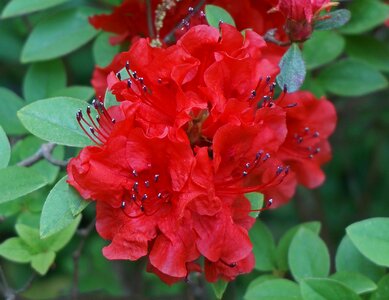 Blossom bloom shrub photo