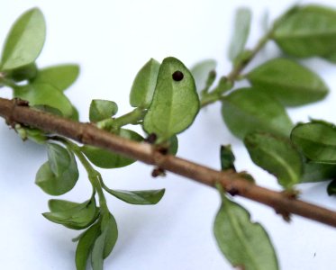 Zimolez L.nitida 01
