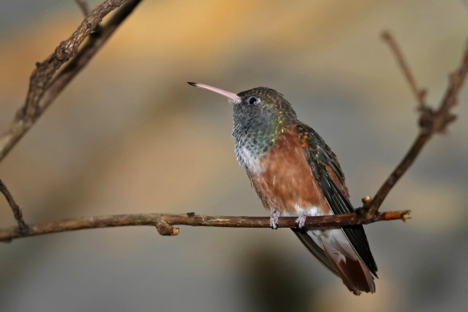 Hummingbird birds iridescent