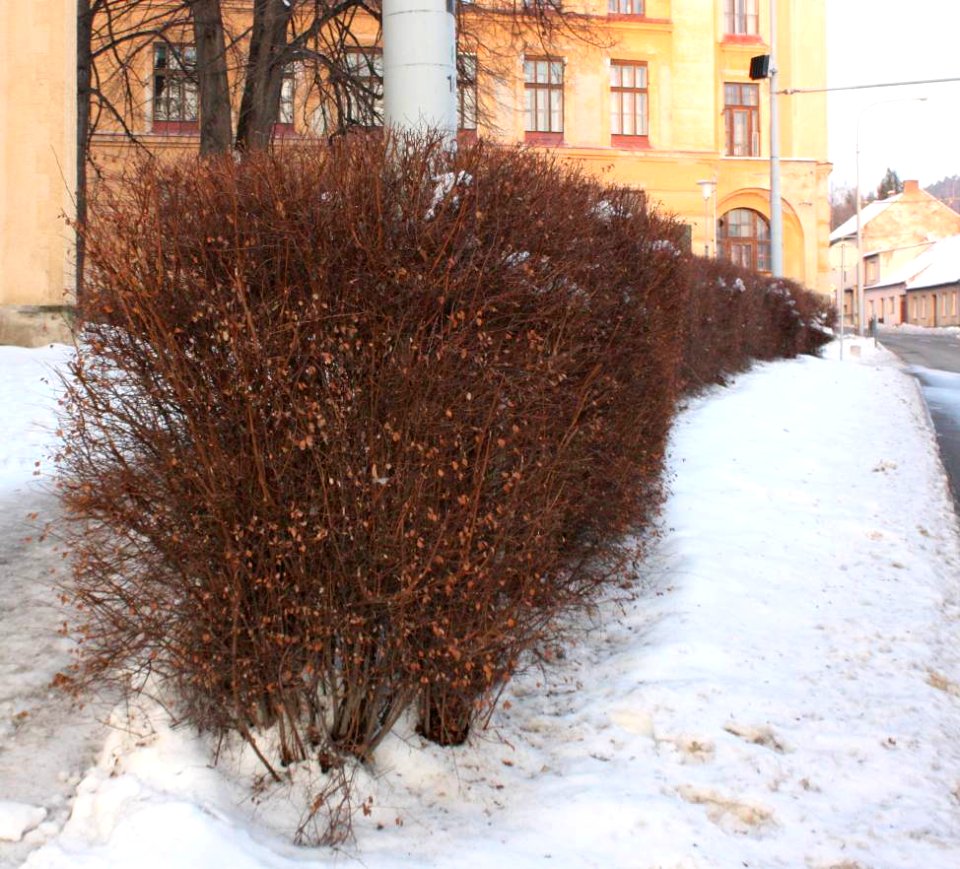 Zima 2010 01 16 0490u