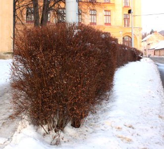 Zima 2010 01 16 0490u
