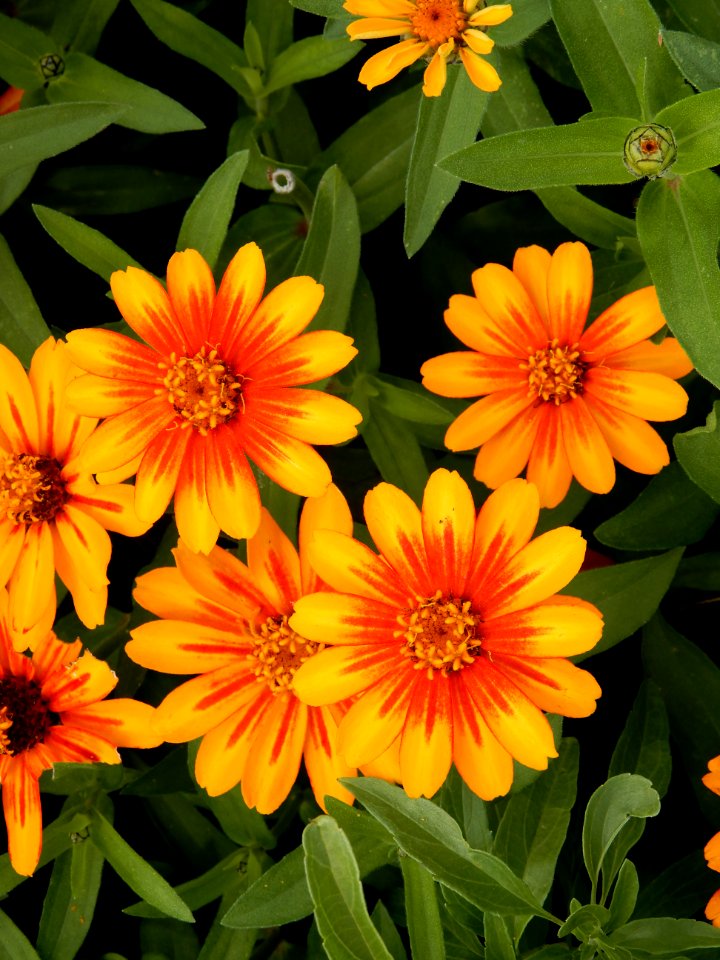 Zinnia marylandica, Zahara sunburst