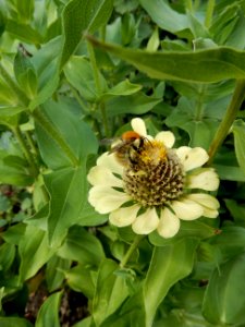 Zinnia elegans queen lime, 4