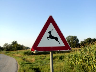 Znak DIVLJAČ NA CESTI