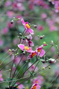 Flower nature garden