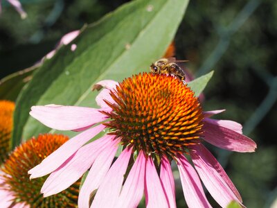 Nature close up summer flowers photo