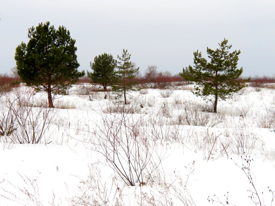 Velykyi island (Vyshhorod)3
