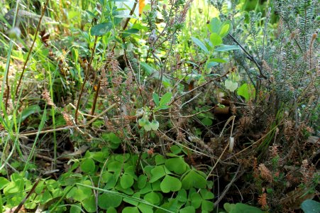 Vaccinium uliginosum 1248