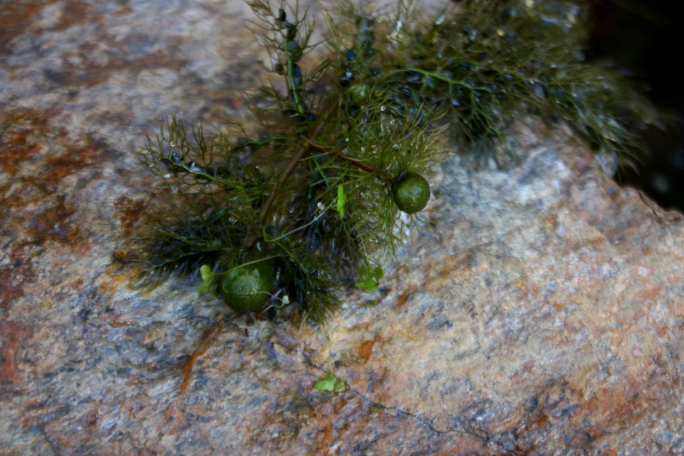 Utricularia australis 5920