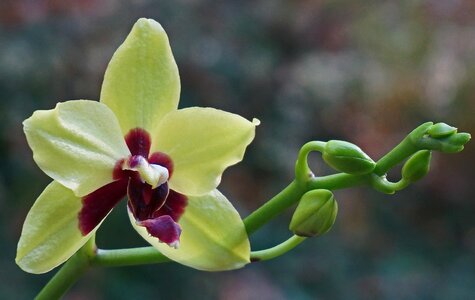 Tropical plant nature