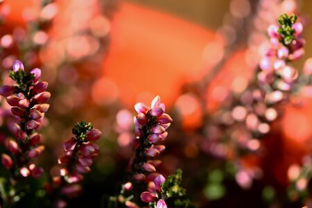 Plant pink nature