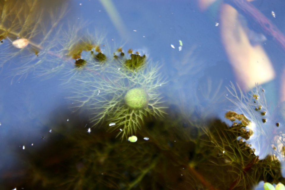 Utricularia australis 5914