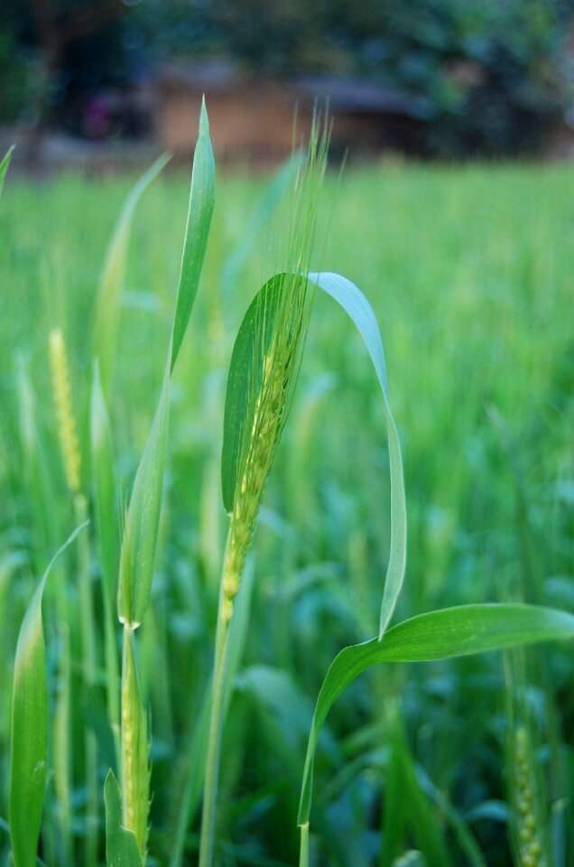 Nature plant grass